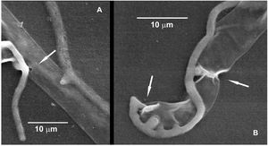 Scanning electron microscope observation of the interaction between hyphae of Trichoderma afroharzianum Th2RI99 (T) and Rhizoctonia solani AG4-HG II (R) in dual culture (WA 1.2%) after 48h. (A) Arrow: formation of penetration pore in hypha of R. solani. (B) Arrows: Th2RI99 penetration tubes around the apical hypha of R. solani.