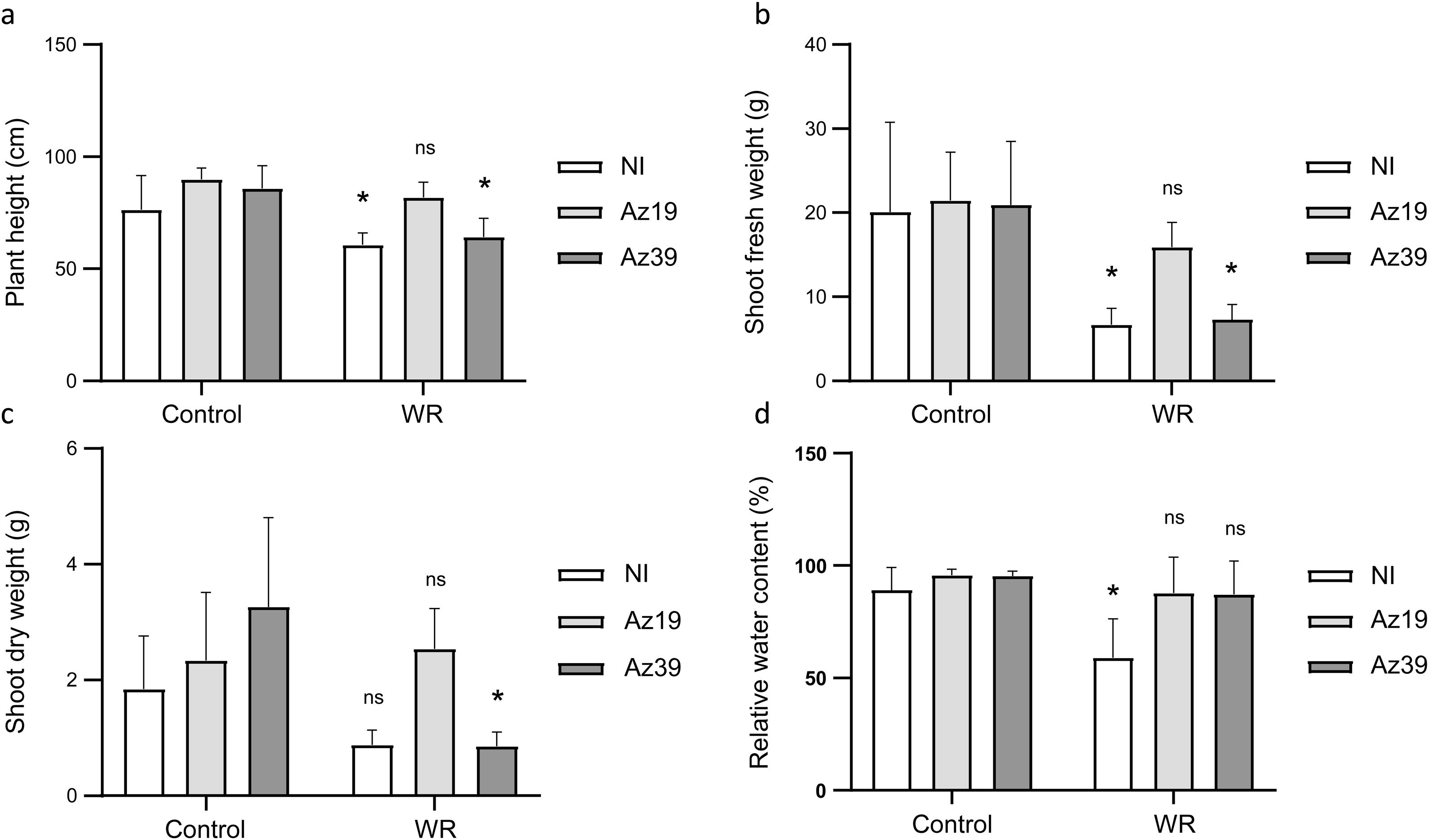 Az39 Inoculation with Azospirillum argentinense Az19 improves the yield of ...