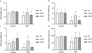 Effect of inoculation and water deficit at V2 on maize growth and physiological parameters (greenhouse experiment). Mean values and standard deviation determined at V3 are shown (n=12). (a) Plant height; (b) shoot fresh weight; (c) shoot dry weight; (d) relative water content of the last expanded leaf. Control: no water deficit; WR: water restriction; NI: non-inoculated. Data was square root-transformed and analyzed by two-way ANOVA plus the Tukey