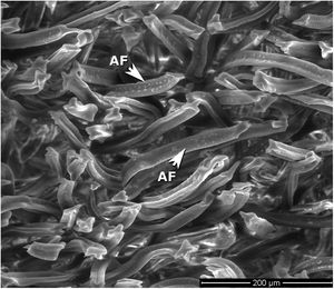 SEM image of a transversal section of non treated CB. AF: acetate fibers of the filter.