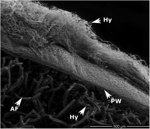 SEM image of a longitudinal section of CB treated with strain BAFC4767. AF: acetate fibers; Hy: mycelium hyphae; PW: paper wrapper. Hyphae have pierced through the CB paper wrapper and can be seen on the inside of the filter, among the acetate fibers.