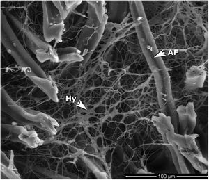 SEM image of a transversal section of CB treated with strain BAFC4766. AF: acetate fibers of the filter; Hy: mycelium hyphae. The photograph was taken at the center of the CB, and shows evidence of the deep hyphal penetration.
