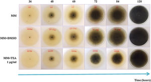Radial growth of M. phaseolina in MM, MM with DMSO and MM with inhibitors added. A noticeable delay in fungal growth and an altered morphology are observed due to the effect of the inhibitors.