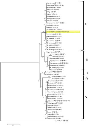 Bootstrapped Maximum Likelihood tree of different Bacillus thuringiensis serovars generated from the alignment of gyrB nucleotide sequences. The analysis involved 53 nucleotide sequences. Bootstrap values (1000 replicates) are shown next to the branches. All positions containing gaps and missing data were eliminated. E. coli K12 (NC_000913.3) was used as an outgroup. Evolutionary analyses were conducted in MEGA7.