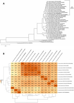 (A) Phylogenetic analyses based on bacterial core genomes of strains belonging to the Cereus clade. The tree for 42 genomes was built out of a core of 2034 genes per genome, 85428 genes in total. The numbers at the branching points are local support values computed by FastTree software using the Shimodaira-Hasegawa test (×100). Only values other than 100 are shown. (B) ANIb matrix for comparison of selected genomes retrieved from GenBank (accession numbers in parentheses). ANIb value calculations, clustering, and visualization as heat maps were done through EDGAR 2.0 web server.