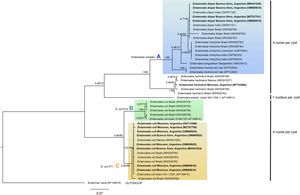 Phylogenetic tree constructed by the BI and ML methods based on 42 sequences of a partial region of the SSU rRNA gene under the substitution model HKY+G+I. Sequences are identified by taxon name and country of origin (when this data was available) and GenBank Acc. Nos. Sequences obtained in the present study are in bold. The posterior probabilities and the percentage of trees that clustered together based on the bootstrap test (1000 replicates) are shown next to the branch nodes.