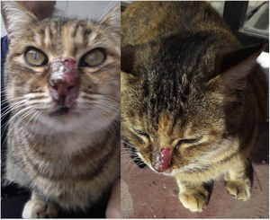 Ulcerative crusted facial lesions in the cat with sporotrichosis.