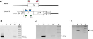 (A) Schematic representation of the MVA genome. MVA-F contains the F gene and a marker gene uid A (GUS) interrupting the viral TK gene (the right – r and left – l regions are shown). Primers used for the molecular characterization are indicated with arrows of different colors. (B and C) PCR amplification using specific primers for TK [B, primers used shown in red in (A)] and F [C, primers used shown in blue in (A)] genes using DNA extracted from MVA (line 1), MVA-F (line 2) or non-infected (line 3) CEFs; TK+: transfer vector containing TK gene; F+: transfer vector containing F gene; M: 1 Kb Plus DNA Ladder (PB-L Productos Bio-Lógicos®); (D) corroboration of expression of F RNA by RT-PCR [primers used shown in green in (A)] using total RNA extracted from MVA (line 1), MVA-F (line 2) or non-infected (line 3) CEFs. M: 1 Kb Plus DNA Ladder (PB-L Productos Bio-Lógicos®).