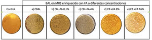 Viabilidad bacteriana posformación de BP. Se muestra el crecimiento en MRS luego de 24 horas de incubación de alícuotas de cultivos controles no adicionados con FA (a) y de cultivos adicionados con 0,1% (b), 4% (c), 8% (d) y 16% (e) de FA. BP: biopelícula; FA: fructanos de agave; MRS: Man Rogosa Sharpe.
