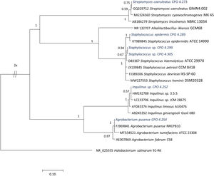 Árbol filogenético de las bacterias que no correspondieron al género Bacillus, basado en la secuenciación del gen 16S ARNr y construido por el método de inferencia bayesiana. La cepa NR_025555 Halobacterium salinarum 91_R6 se consideró fuera de grupo. ARNr: ARN ribosómico.