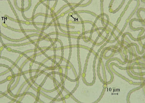 Desmonostoc muscorum (Bornet & Flahault) Hrouzek & Ventura 2013, with terminal (TH) and intercalary heterocyts (IH).