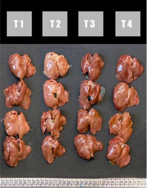 Liver of broilers from the different treatment (T), T1 – commercial diet (CD); T2 – CD+AFB1 (506000±22.1ng/kg); T3 – CD+AFB1 (506000±22.1ng/kg)+0.1% mixed additive (MA), lyophilized microorganisms, the ratio of S. cerevisiae RC016 (1×107cells/g) to L. rhamnosus RC007 (1×108cells/g) was 1:1; T4 – CD+0.1% MA.