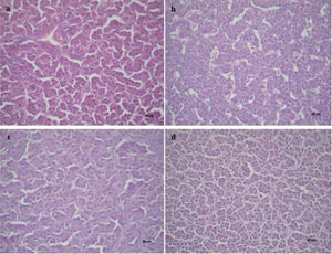 Histopathology of the livers of broilers under different treatments (T), T1 – commercial diet (CD); T2 – CD+AFB1 (506000±22.1ng/kg); T3 – CD+AFB1 (506000±22.1ng/kg)+0.1% mixed additive (MA), lyophilized microorganisms, the ratio of S. cerevisiae RC016 (1×107cells/g) to L. rhamnosus RC007 (1×108cells/g) was 1:1; T4 – CD+0.1% MA. 40× magnification.