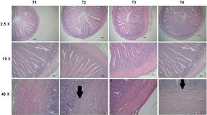 Representative micrographs of the small intestine of each treatment (T), T1 – commercial diet (CD); T2 – CD+AFB1 (506000±22.1ng/kg); T3 – CD+AFB1 (506000±22.1ng/kg)+0.1% mixed additive (MA), lyophilized microorganisms, the ratio of S. cerevisiae RC016 (1×107cells/g) to L. rhamnosus RC007 (1×108cells/g) was 1:1; T4 – CD+0.1% MA. Arrow indicates the presence of the Brünner glands.