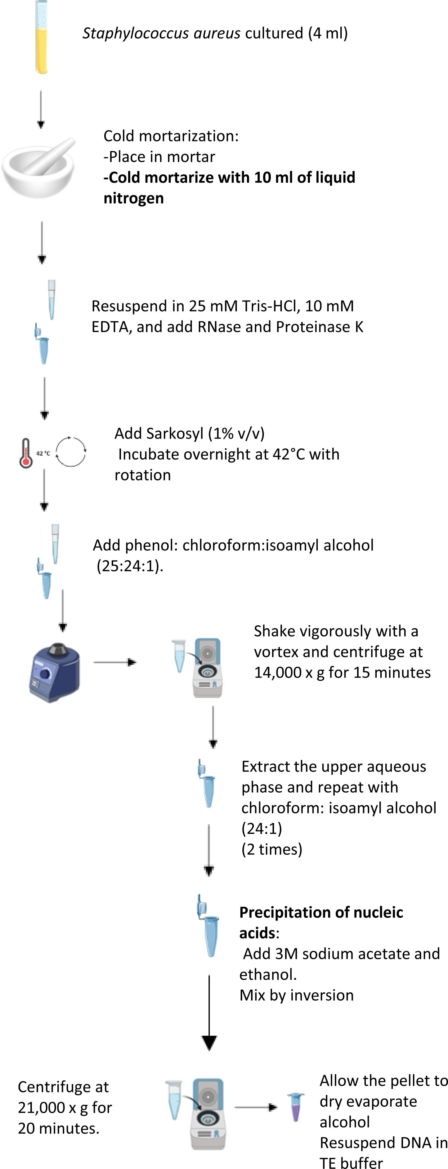 Optimized DNA extraction protocol for Staphylococcus aureus strains ...