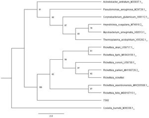 Phylogenetic tree generated using the maximum likelihood method for Rickettsia spp., based on the gltA gene. The strain of interest is identified as 7560 (GenBank accession number PQ488464), with bootstrap values indicated at the nodes.