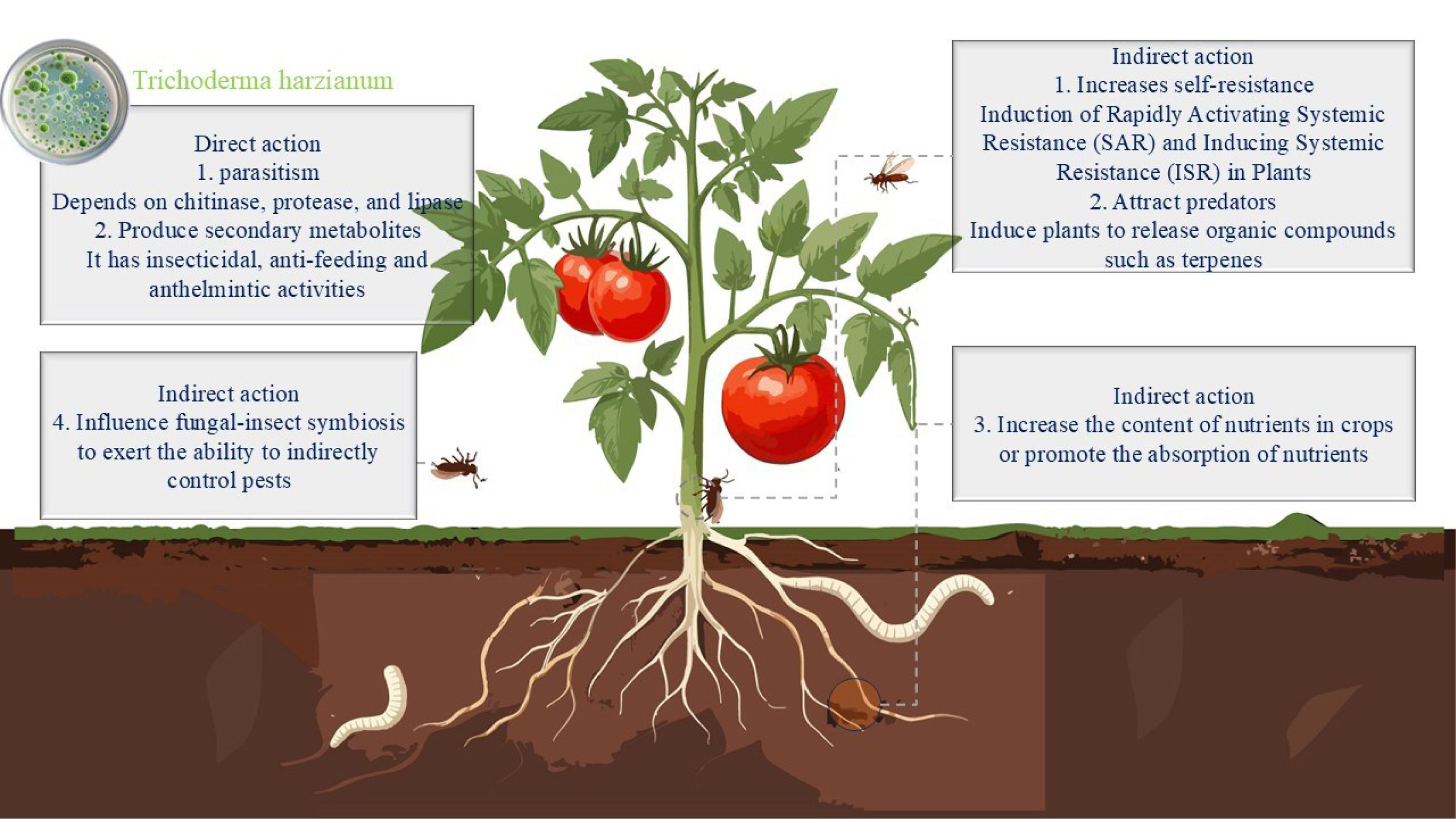 Trichoderma harzianum for the control of agricultural pests