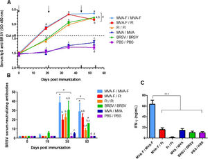 Evaluation of humoral and cellular immune response by IP administration of MVA-F in homologous and heterologous vaccination schemes. (A) Kinetics of total anti-BRSV antibodies determined by competition ELISA (Ingezim, INGENASA). Sera were evaluated in a 1/4 dilution. The dotted line indicates the cut-off value of the assay. (B) Levels of BRSV neutralizing antibodies induced by vaccination. (C) Quantification of IFN-γ content in supernatants of spleen cells from immunized mice determined by ELISA (OptiEIA, BD). Spleen cells were recovered and cultured for 72h in the presence of BRSV or mock infected cells (background). Supernatants were tested in 1/50 dilution and background subtracted results are depicted. The arrows indicate date of vaccination and revaccination. In (A) and (B), groups that statistically differ from PBS and MVA/MVA immunized animals are indicated with the hash symbol (#). In addition, at each time point, statistical differences between groups are indicated by using different letters, i.e., groups with the same letter do not differ significantly in the response induced while if different letters are shown, the response is significantly different. The results are representative of two independent experiments and are expressed as mean±SEM (n=5). For IFN-γ ***p<0.01.