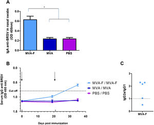 Mucosal and systemic anti-BRSV humoral responses induced by intranasal administration of MVA-F. (A) Presence of specific IgA against BRSV in nasal washes 35 days post vaccination. Samples were evaluated undiluted using an indirect ELISA (*p<0.05). (B) Kinetics of specific anti-BRSV serum antibodies analyzed by a competition ELISA (Ingezim, INGENASA). Sera were evaluated in a ¼ dilution. The dotted line indicates the cut-off value. (C) Serum isotypes (IgG1 and IgG2a) were evaluated in MVA-F immunized animals at 35 dpi. Dots represents IgG2a/IgG1 ratio for each animal. The results are representative of two independent experiments and are expressed as mean±SEM (n=5). The arrows indicate date of vaccination and revaccination.