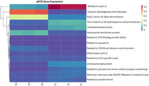 Expression of some differentially expressed genes quantified by real-time PCR. Heatmap is showing differential gene expression between hyphae (H1, H2, and H3 replicates) and teliospores (T1, T2, and T3 replicates). Red and blue shadings represent higher and lower relative expression levels, respectively. Genes have been grouped based on their pattern of gene expression. Actin transcript was used as a reference gene for expression normalization.