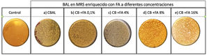 Viabilidad bacteriana posformación de BP. Se muestra el crecimiento en MRS luego de 24 horas de incubación de alícuotas de cultivos controles no adicionados con FA (a) y de cultivos adicionados con 0,1% (b), 4% (c), 8% (d) y 16% (e) de FA. BP: biopelícula; FA: fructanos de agave; MRS: Man Rogosa Sharpe.