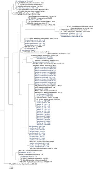 Árbol filogenético de las bacterias correspondientes al género dominante Bacillus, basado en la secuenciación del gen 16S ARNr y construido por el método de inferencia bayesiana. La cepa NR_132707 Alkalilactibacillus ikkensis GCM68 se consideró fuera de grupo. ARNr: ARN ribosómico.