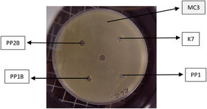 Cultivo de la cepa MC3 en el césped de la placa y en los pocillos las cepas en estudio (PP1, PP1B y PP2B) y la cepa K7 aislada previamente. Fuente: Libonatti et al.13.