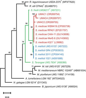 Phylogenetic tree showing the taxonomic position of UMAC strains among the Sinorhizobium genus. The evolutionary history was inferred based on 16S rRNA gene sequences of the analyzed strains aligned by the MUSCLE algorithm. The phylogenetic tree was constructed using the Maximun Parsimony method. The percentage of replicate trees in which the associated taxa clustered together in the bootstrap test (500 replicates) is shown next to the branches. There were a total of 1339 positions in the final dataset. Type strains are marked with T symbols. GenBank accession numbers of the sequences are shown in parentheses. Bradyrhizobium japonicum sequence was employed as an external group to root the phylogenetic tree. Genera are abbreviated as follows: Sinorhizobium, S; Mezorhizobium, M; Rhizobium, R; Agrobacterium, A; Neorhizobium, N; and Bradyrhizobium, B.