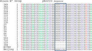 It shows the alignment of amplified pks15/1 gene sequences. Strains of lineage 2, where the genotype Beijing is included, keep the pks15/1 gene intact; while those showing a 7p-deletion belong to other lineages, such as strains 394, 123 and H37Rv.