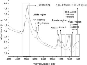 Infrared spectra of Kluyveromyces marxianus VM004 cell wall grown in YPD (-) and DDG (---) broth.