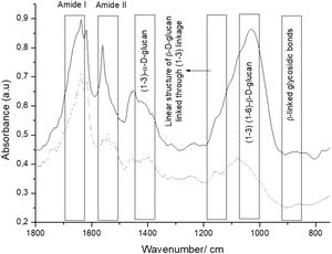 Infrared spectra of Kluyveromyces marxianus VM004 comparing β-glucans and amide bands of yeast cell wall from both culture media. YPD (-) and DDG (---) broth.