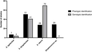 Phenotypic and genotypic determination of Streptococcus species for each strain.