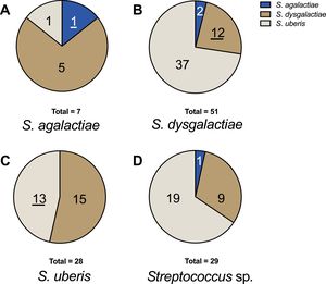 Distribution of genotypic identification for each species in relation to their phenotypic identification. (A) Strains phenotypically identified as S. agalactiae. (B) Strains phenotypically identified as S. dysgalactiae. (C) Strains phenotypically identified as S. uberis. (D) Strains phenotypically identified as Streptococcus sp. The underlined numbers represent the strains that matched in both identification methods.