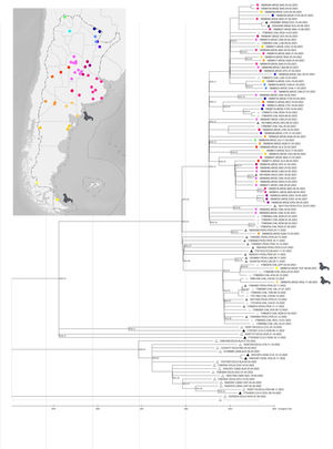 Phylogenetic timetree of the HA gene. ● Sequences from Argentina.  Sequences from other countries. Different colors indicate different Argentinian provinces.