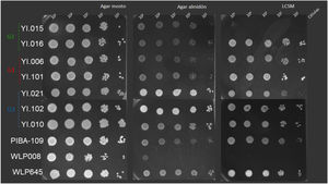 Crecimiento en gota en agar mosto, agar almidón y LCSM de las levaduras contaminantes seleccionadas luego de un primer screening. Las cepas PIBA-109, WLP008 y WLP645 fueron utilizadas como control.