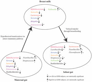 Bacterial differential abundance in GDM subjects. Statistical significance was calculated using a linear discriminant analysis (LDA) with effect size (LEfSe). Arrows show the significance of LEfSe (p-value cutoff=0.05), and asterisks indicate additional significance in edgeR (p-value cutoff=0.05). GDM: gestational diabetes mellitus.