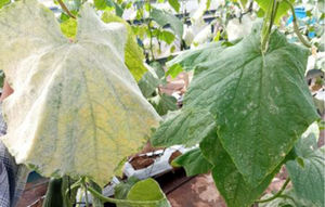 Infected cucumber leaves with powdery mildew (Podosphaera xanthii), untreated check (left) and honey at 3.5% (right) after nine weekly sprays.