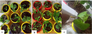 Greenhouse cucumber plants: (a) control pots, (b) Fusarium-infected pots and (c) cyanobacterial extract inoculation.