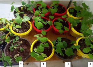 Comparison of infected and control cucumber plants: (a) F. oxysporum-infected pots without cyanobacterial extract after 28 days; (b) F. oxysporum-infected pots inoculated with cyanobacterial exopolysaccharide extract (day 42); (c) F. oxysporum-infected pots inoculated with cyanobacterial biomass extract (42 days); (d) control (without F. oxysporum and cyanobacterial extract).