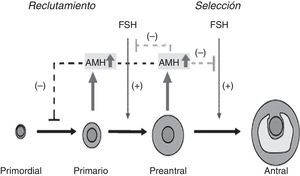 Sitios de unión de la AMH en la foliculogénesis. Adaptado de Visser et al.16.
