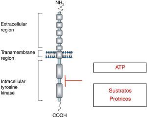 Estructura de los receptores de TC. Adaptado de Lodish y Stratakis1.