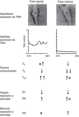 Cambios en el eje tiroideo central y periférico en la fase aguda vs la fase crónica de la enfermedad crítica. Adaptado de Van den Berghe11.