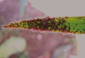 Hexapod larvae on a plant leaf. When an animal brushes on the leaf, the arthropods infest the victim in a large number. Photo: Tietta Pivatto