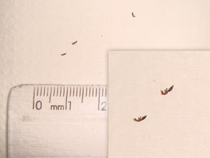Insects measuring 2 mm