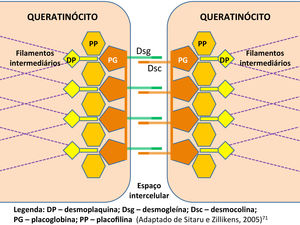 Desmosome. Legend: Dsg - desmoglein; Dsc - desmocollin; PG - plakoglobin; PP - plakophilin; DP - desmoplakin. (Adapted from Sitaru and Zillikens, 2005).42