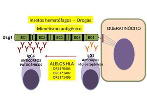 Scheme of the etiopathogenesis of fogo selvagem Adapted from Li, et al.,2003.48