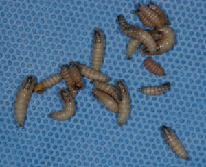 Macroscopic appearance of Cochliomyia hominivorax larvae after extraction