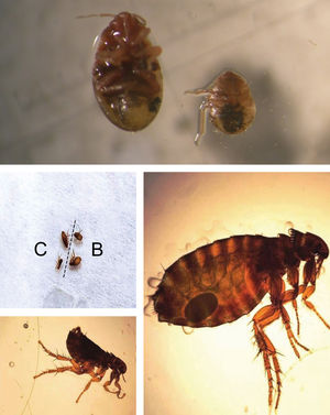 A - Bedbugs (Cimex lectularius); B - cat flea (Ctenocephalides felis felis); C - dog flea (Ctenocephalides canis) Images: Vidal Haddad Júnior and Gabriel Peres