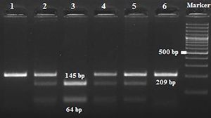 GNLY rslOl80391 gene polymorphism gel electrophoresis image. DNA marker islOO bp. Samples 2,4,5 CT; samples 1 and 6 are in CC and 3 are in TT genotype