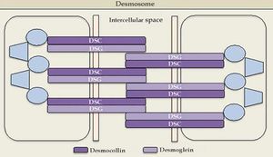 The desmosomal complex includes desmoglein, desmocollin, and transmembrane and cytoplasmic components Source adapted from: Bolognia et al., 2018.9
